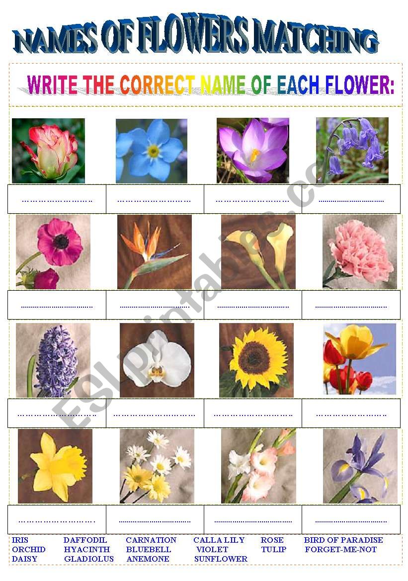 Names of Flowers Matching - ESL worksheet by encarnara