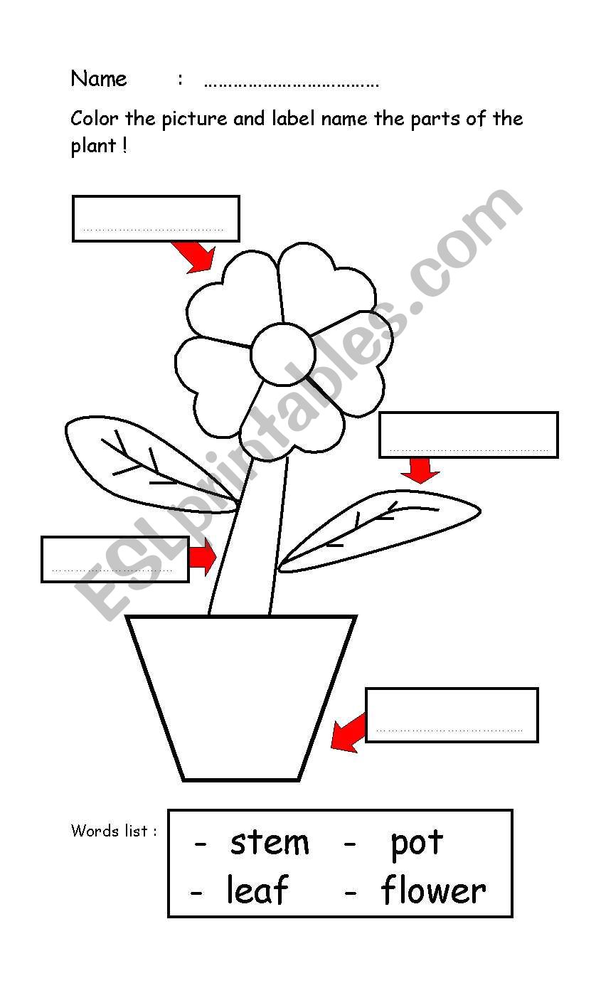 Parts Of The Plant Kindergarten Worksheet