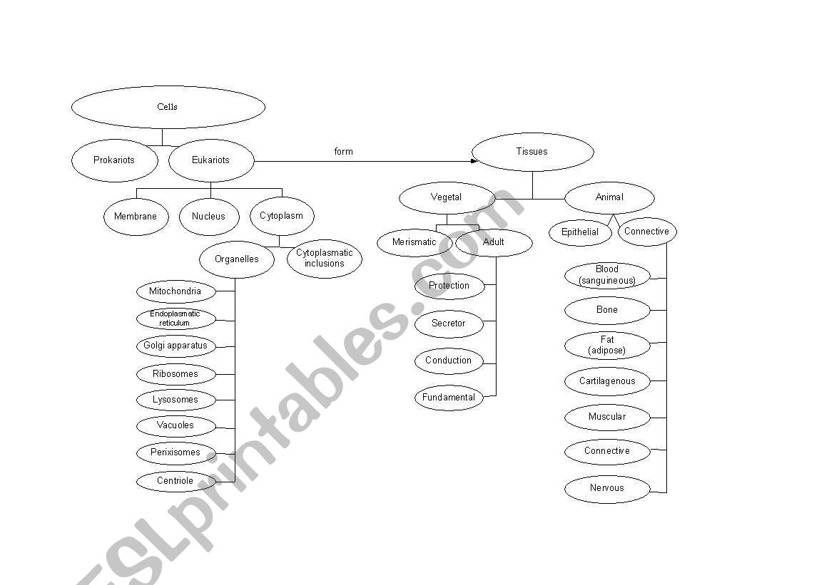 cells worksheet