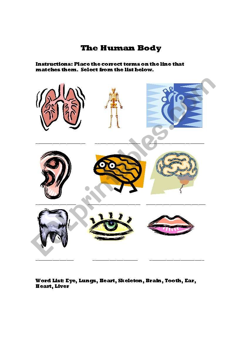 The Human Body worksheet