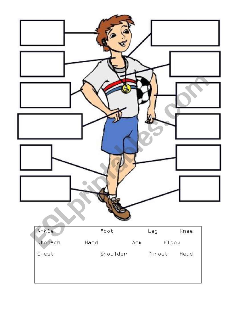 Body parts labelling worksheet