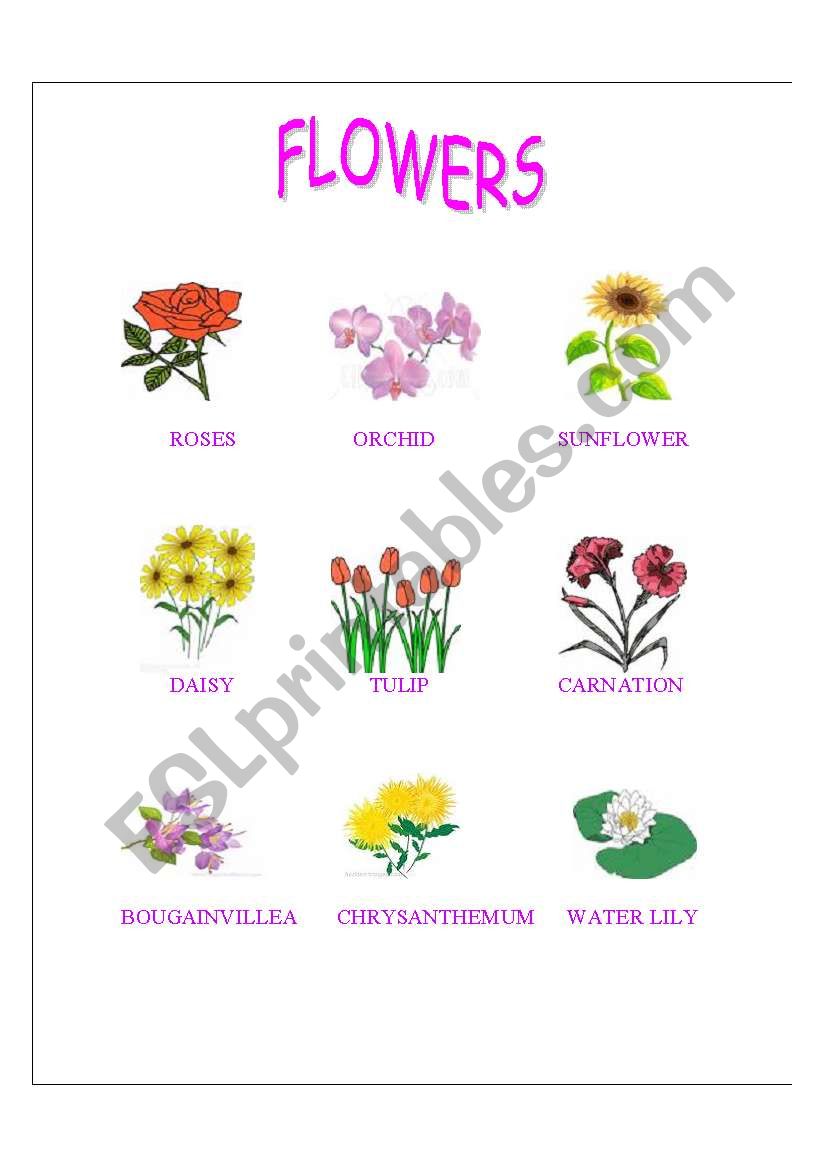 flowers worksheet