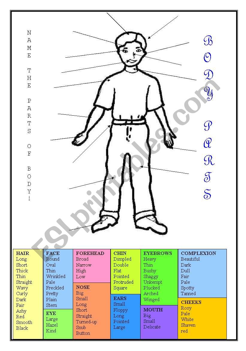 Body parts worksheet