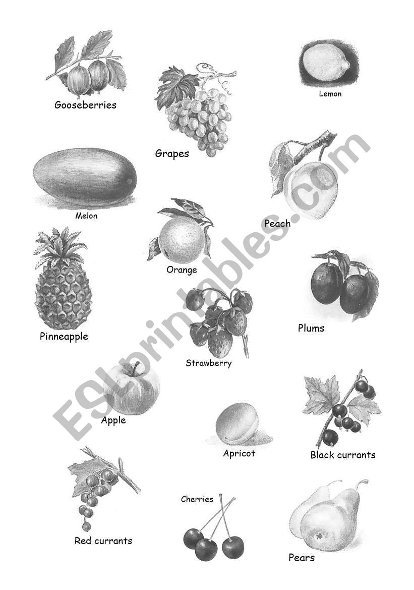 fruit,berry worksheet