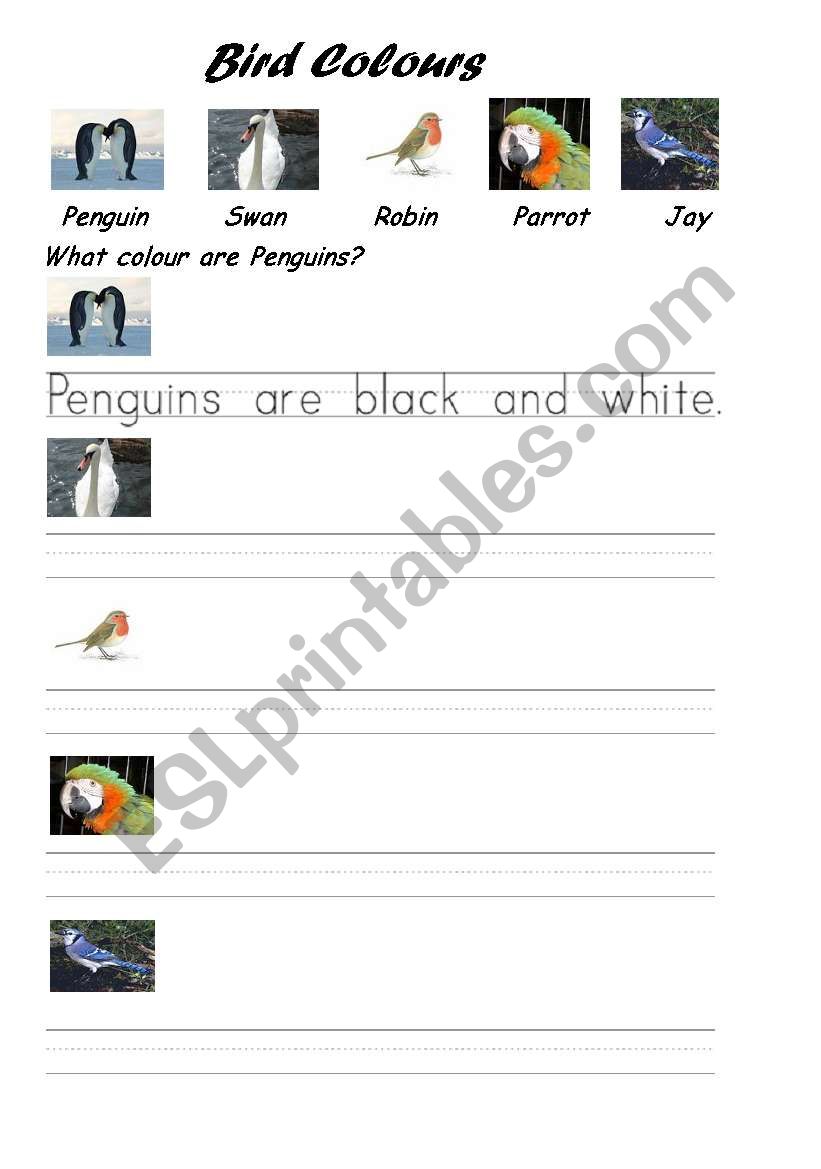 Bird Colours worksheet