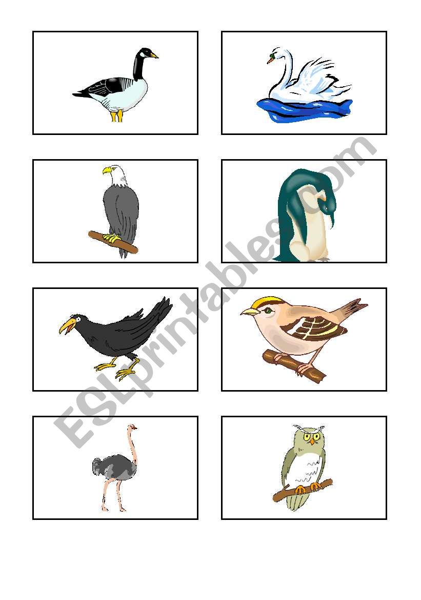 bird worksheet