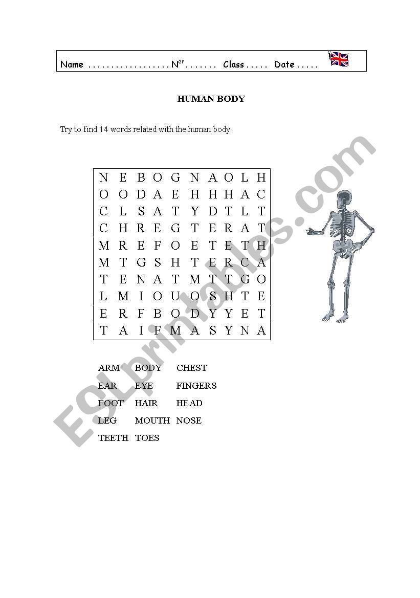 Human Body worksheet