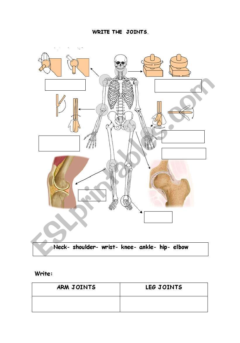 The Joints ESL Worksheet By Isdefran