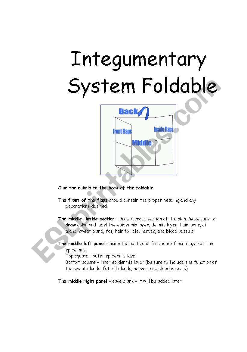 Integumentary System Foldable worksheet