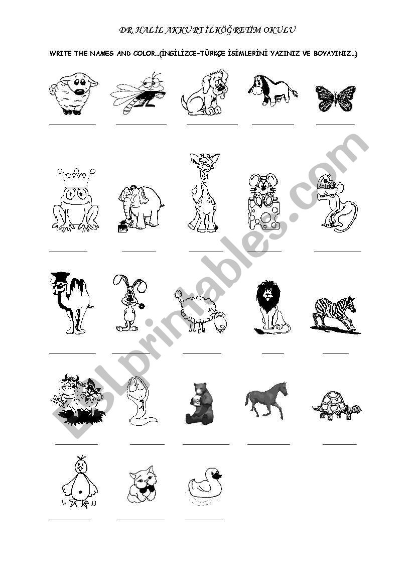 animals vocabulary activity worksheet