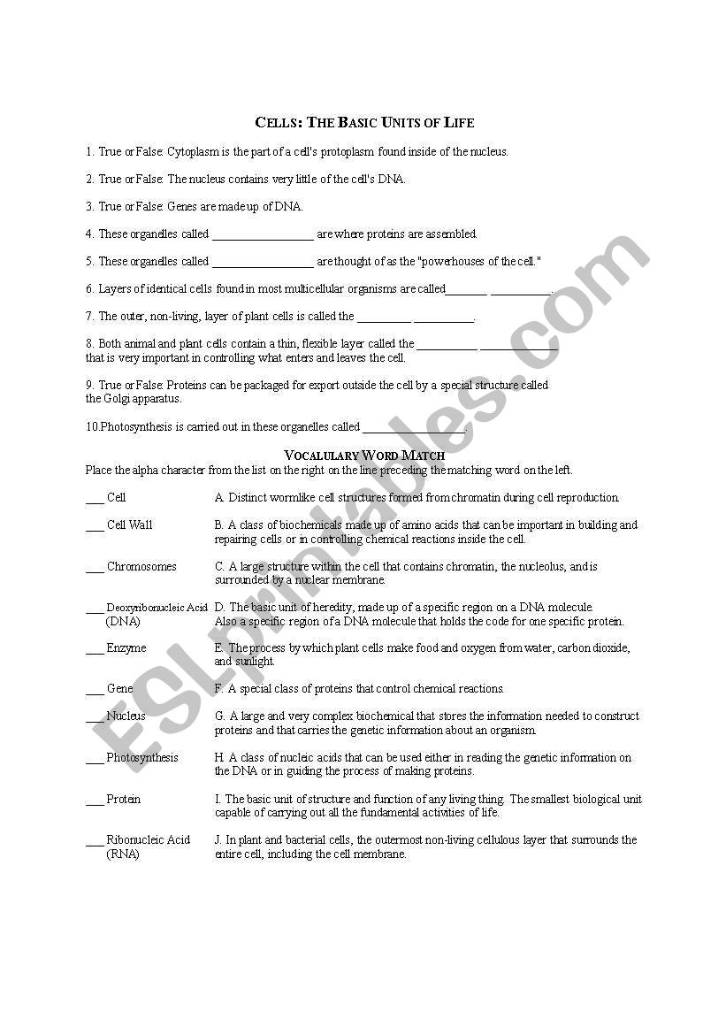 English worksheets: Cells