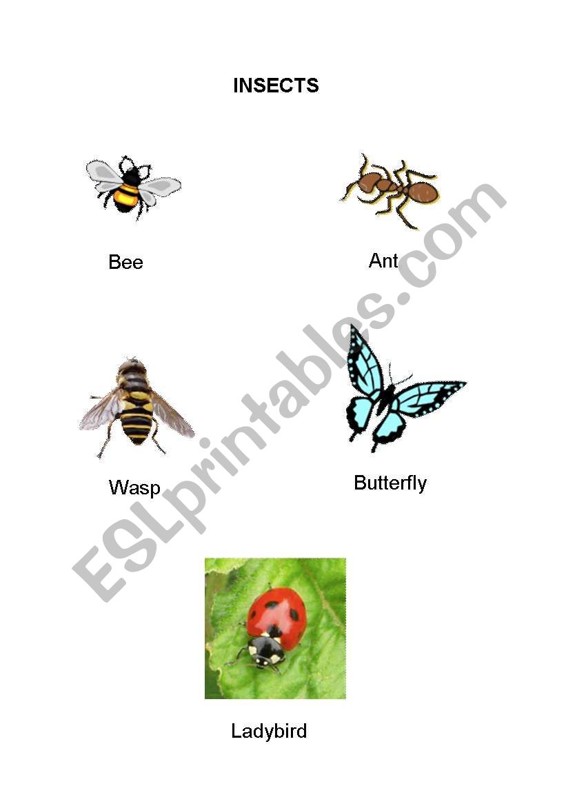 Insects  worksheet