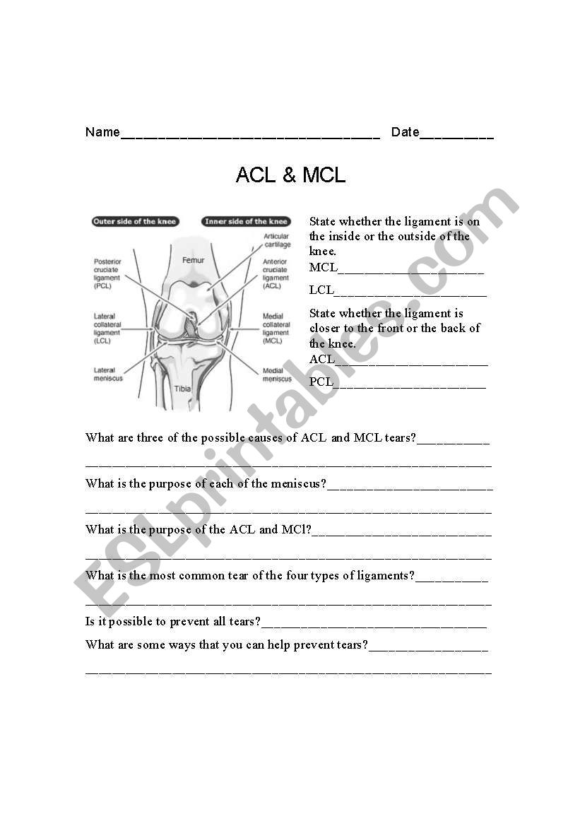 Ligaments of the knee worksheet