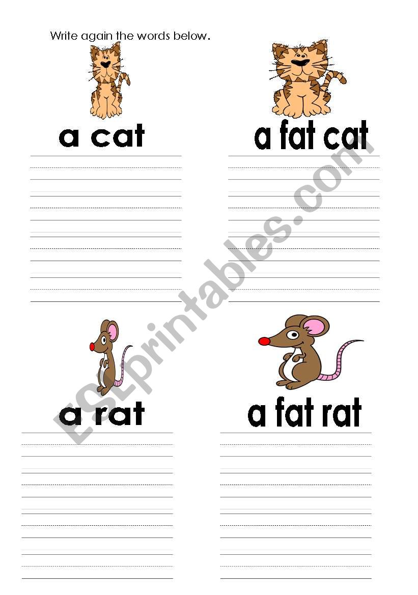 cat and rat worksheet