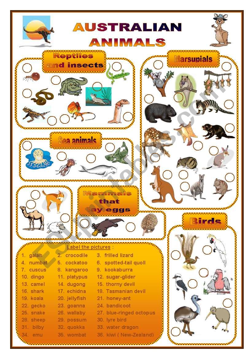 Australian animals, a labelling worksheet (fully editable)