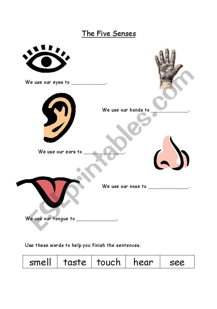 senses worksheet