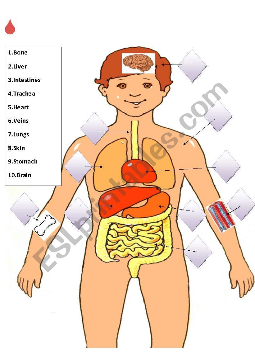 Match the internal organs - ESL worksheet by ilona