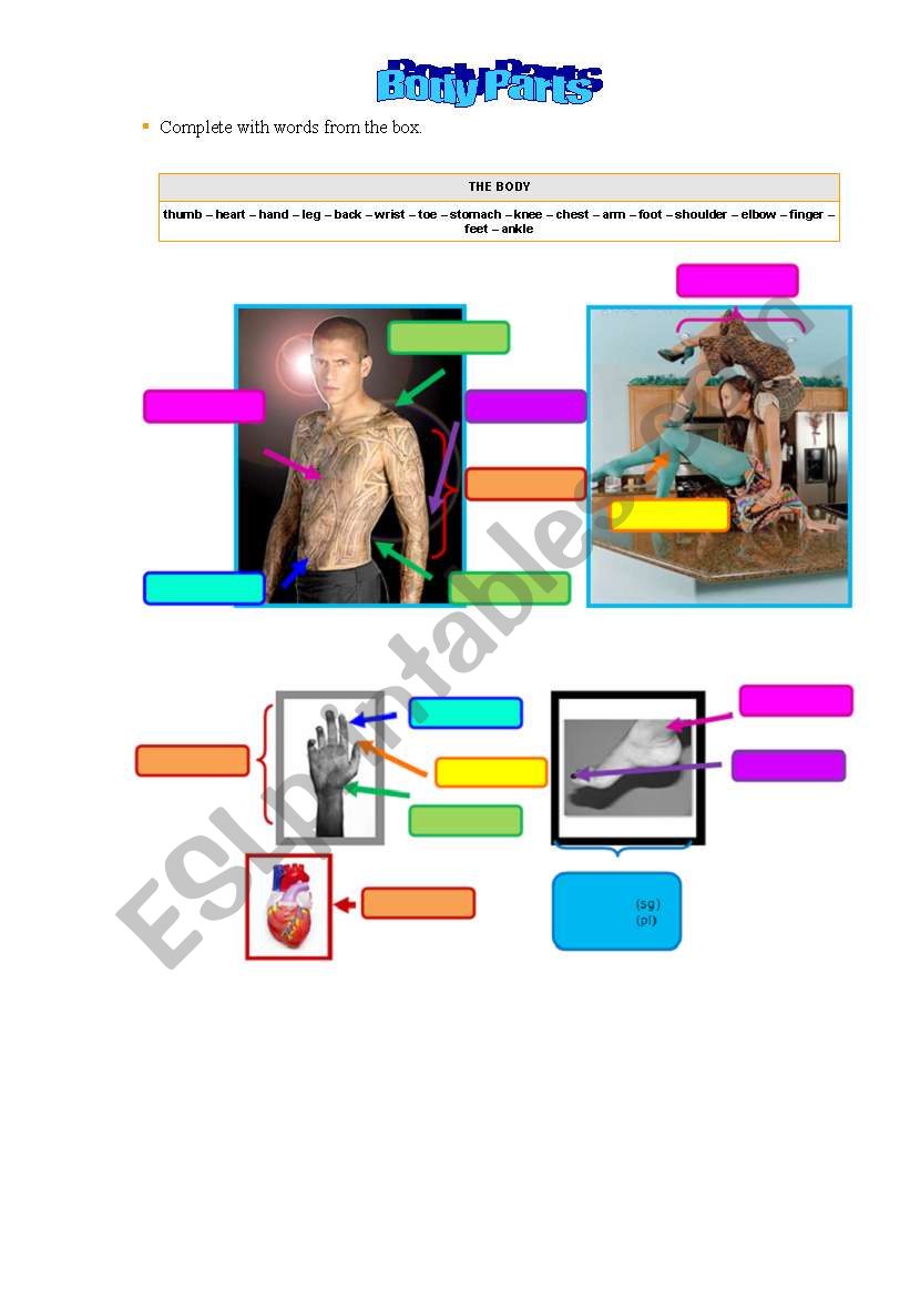 Body Parts (second part) worksheet