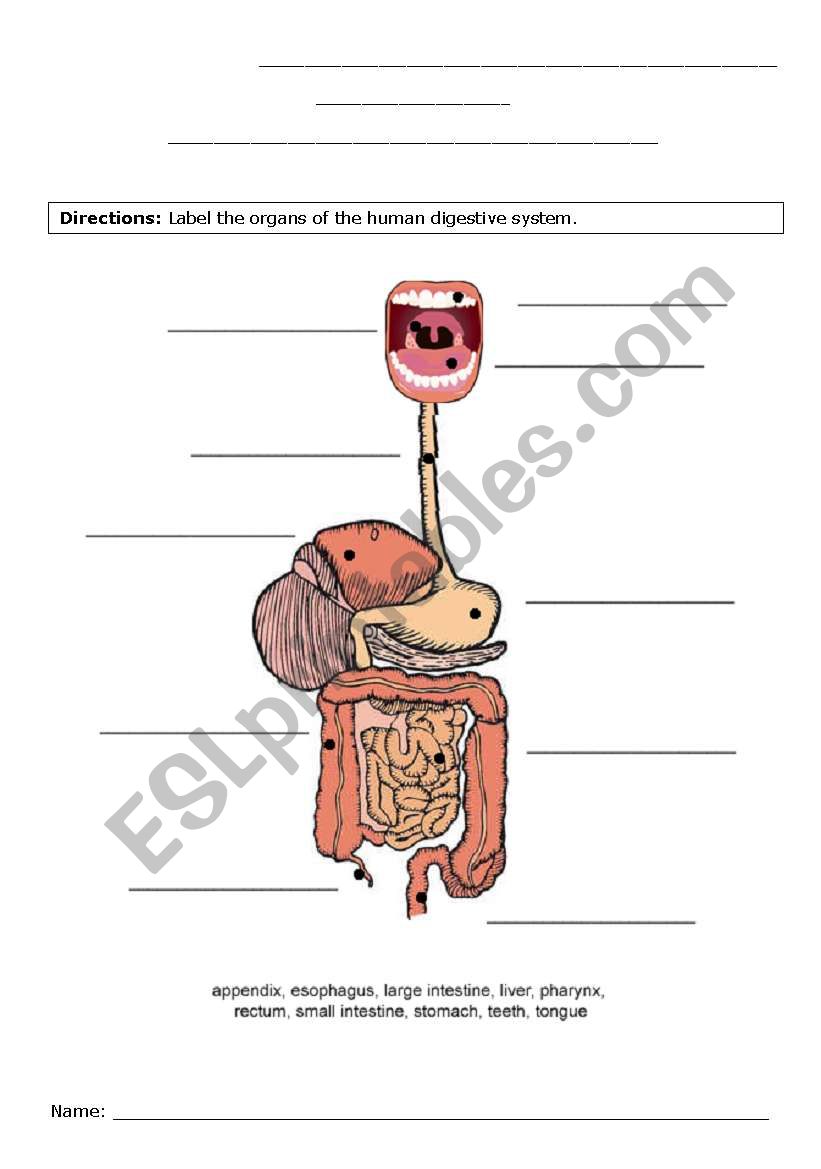 Digestive system - label - ESL worksheet by parb