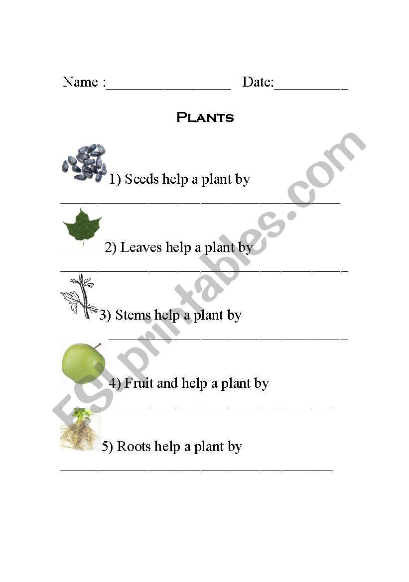 Plant Parts worksheet