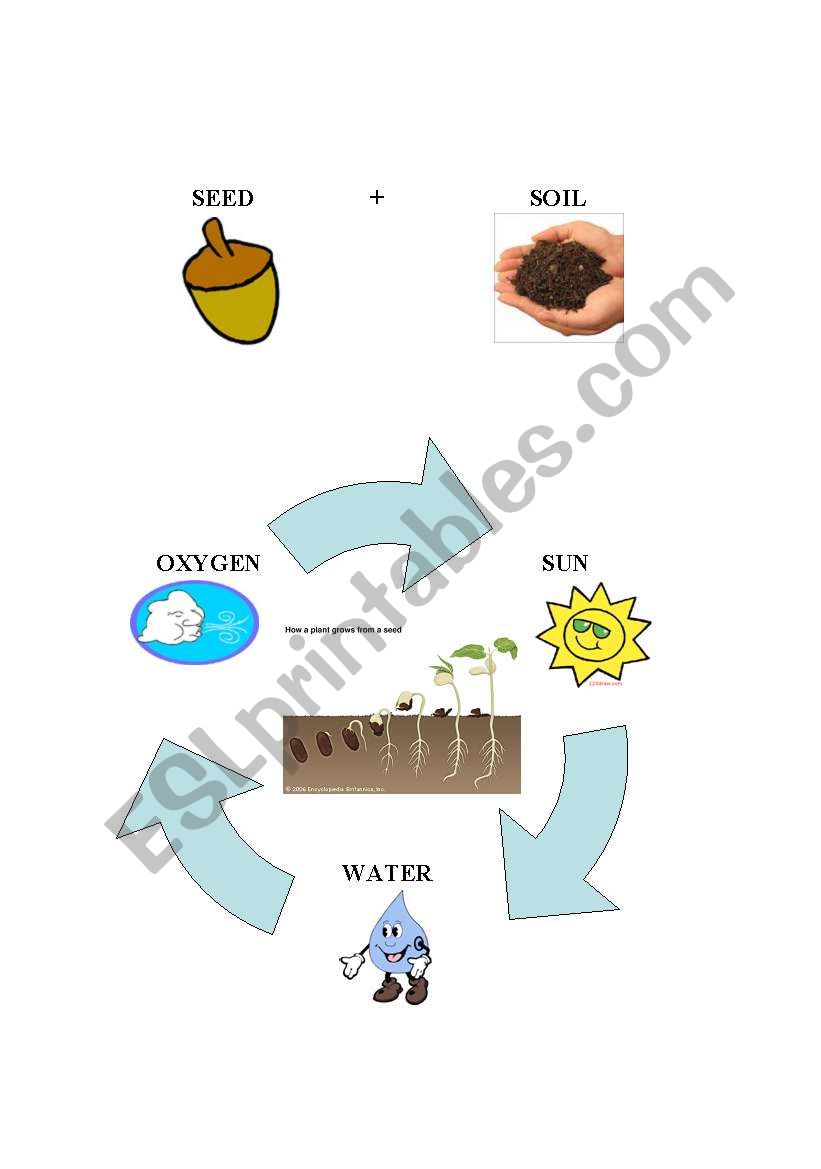 english worksheets plants