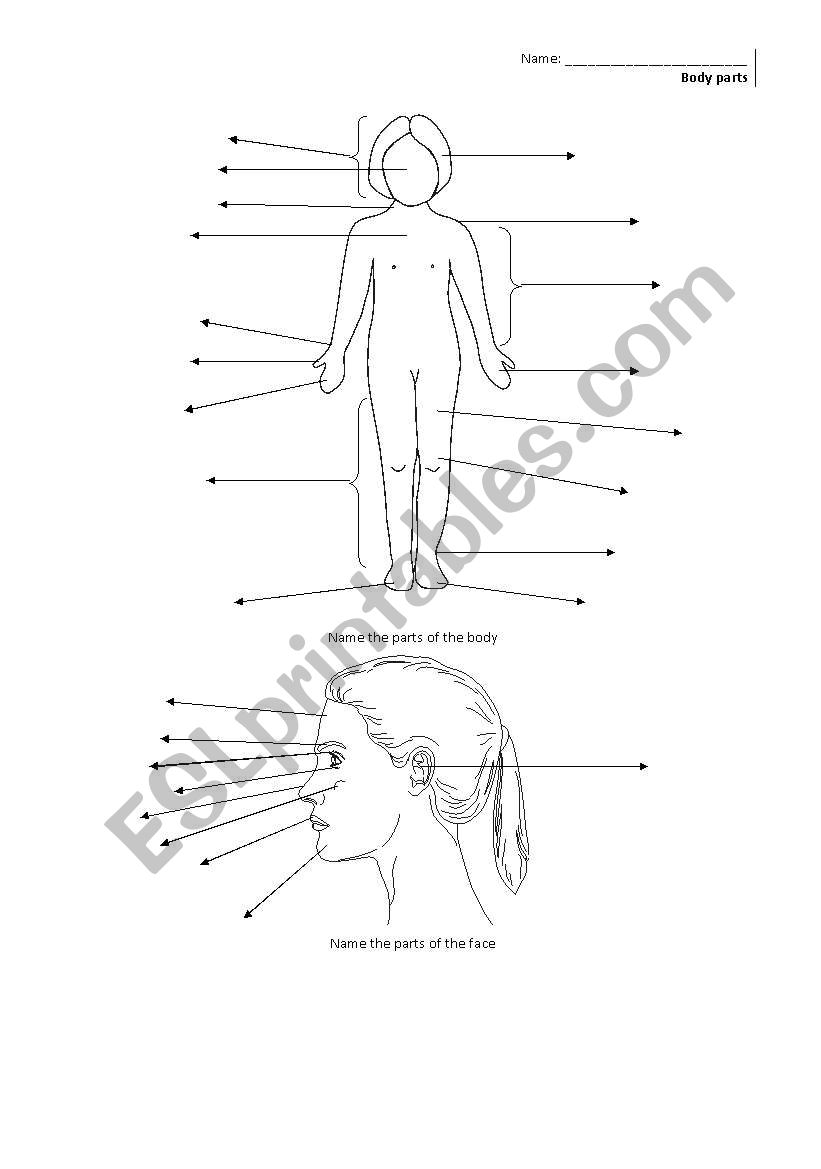 Name the parts of the body worksheet