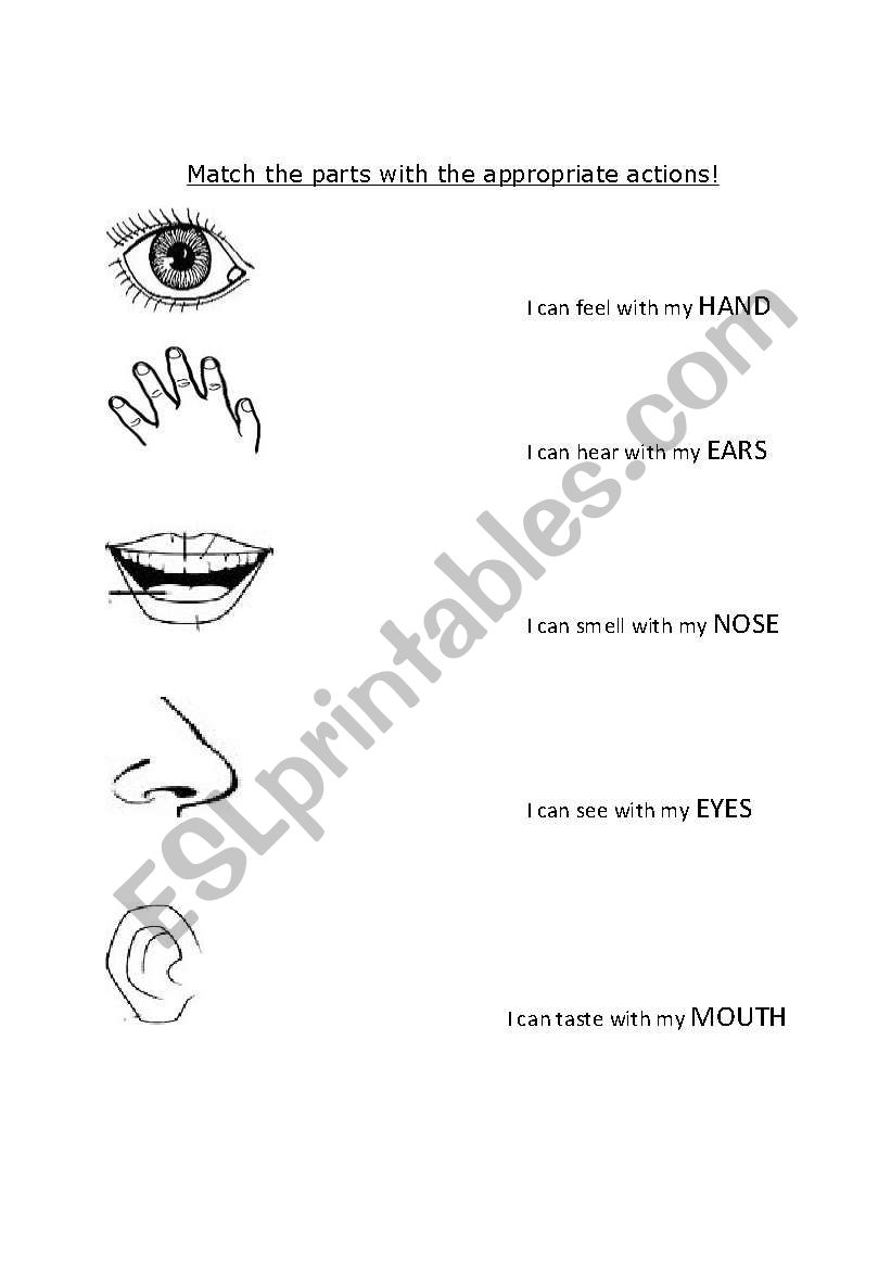 5 senses worksheet