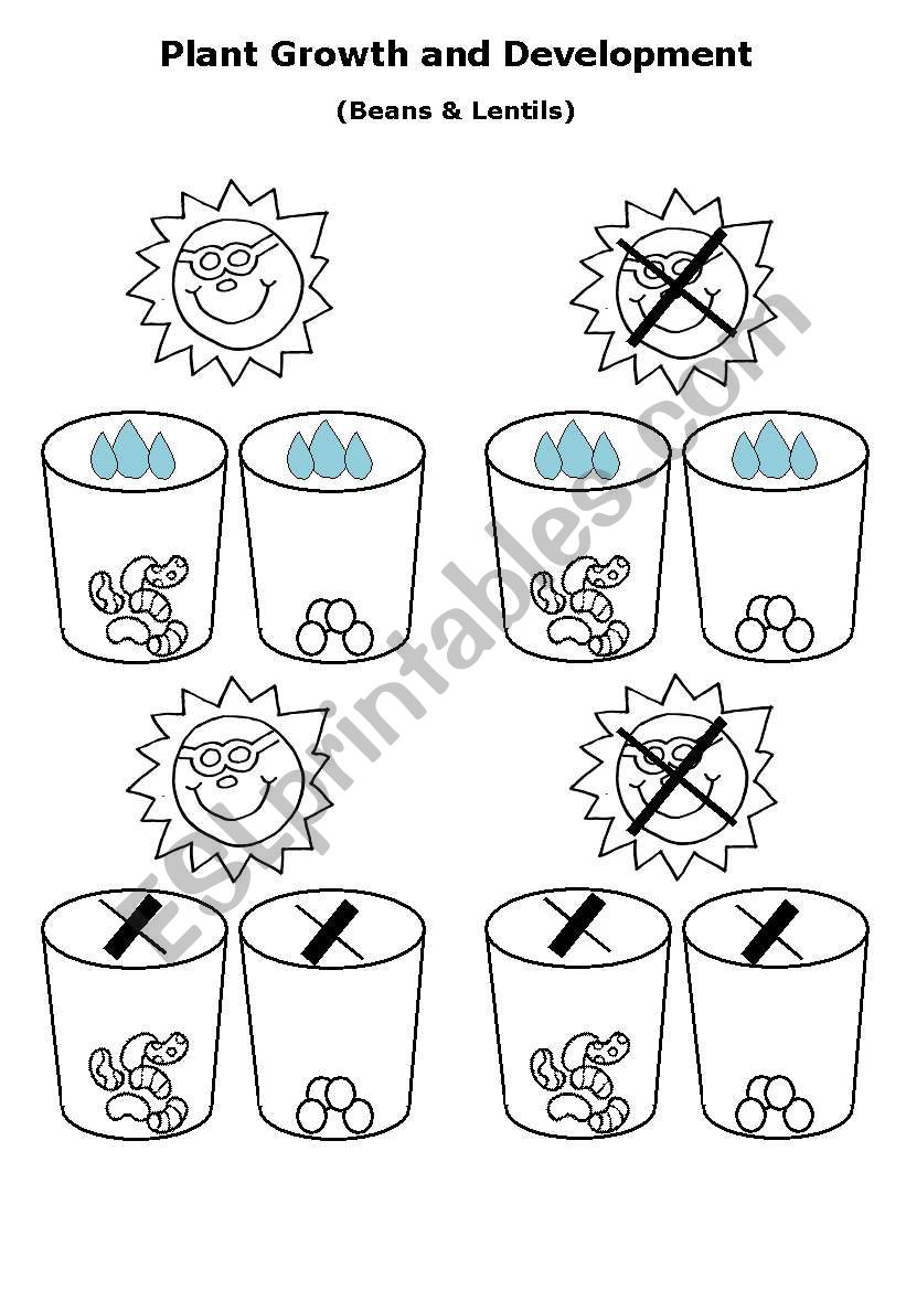 Plant Growth and Development worksheet