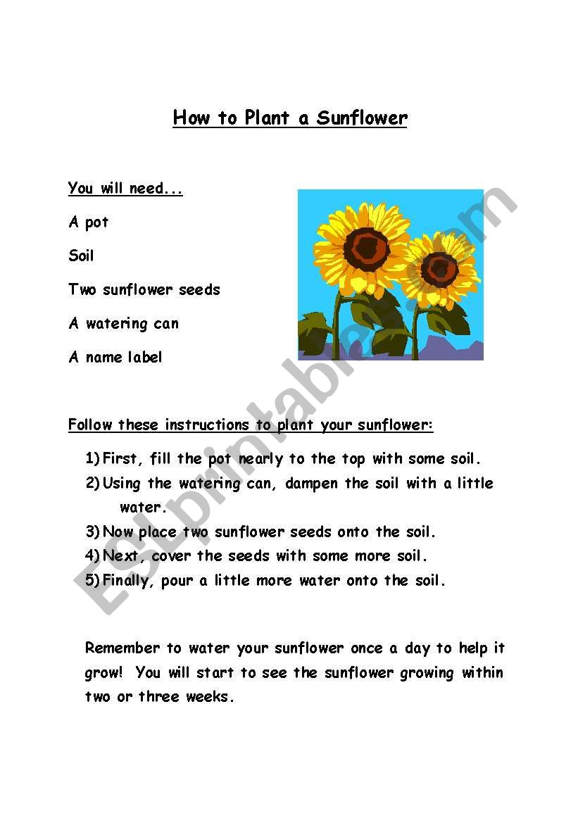 how to plant a sunflower worksheet