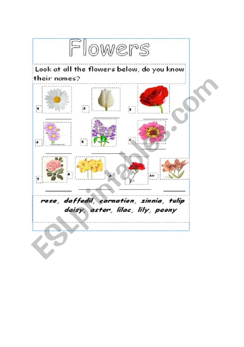 flowers worksheet