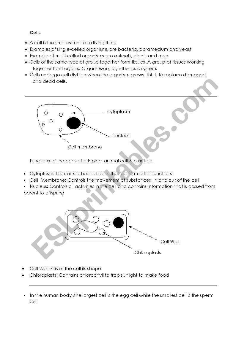 Science worksheet