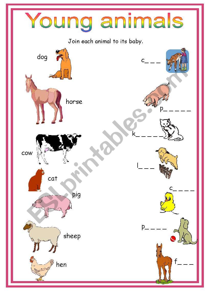 young animals worksheet