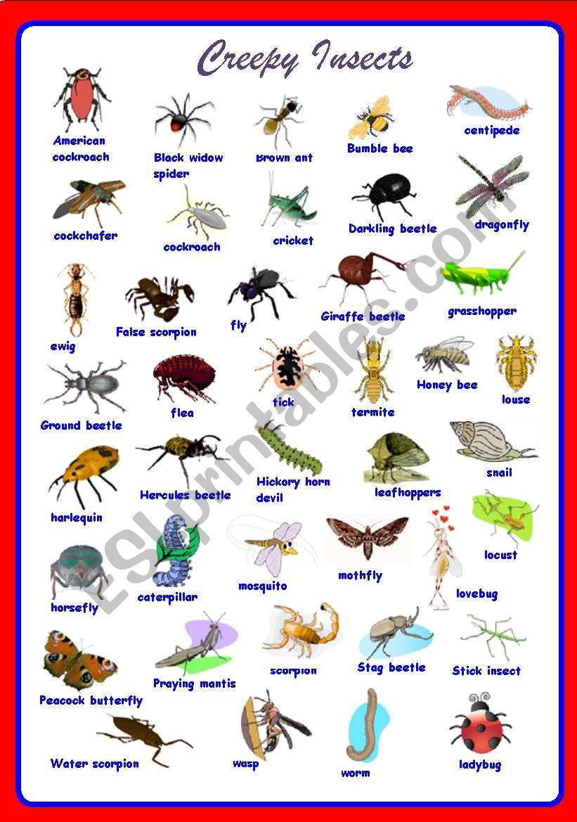 insects names a z