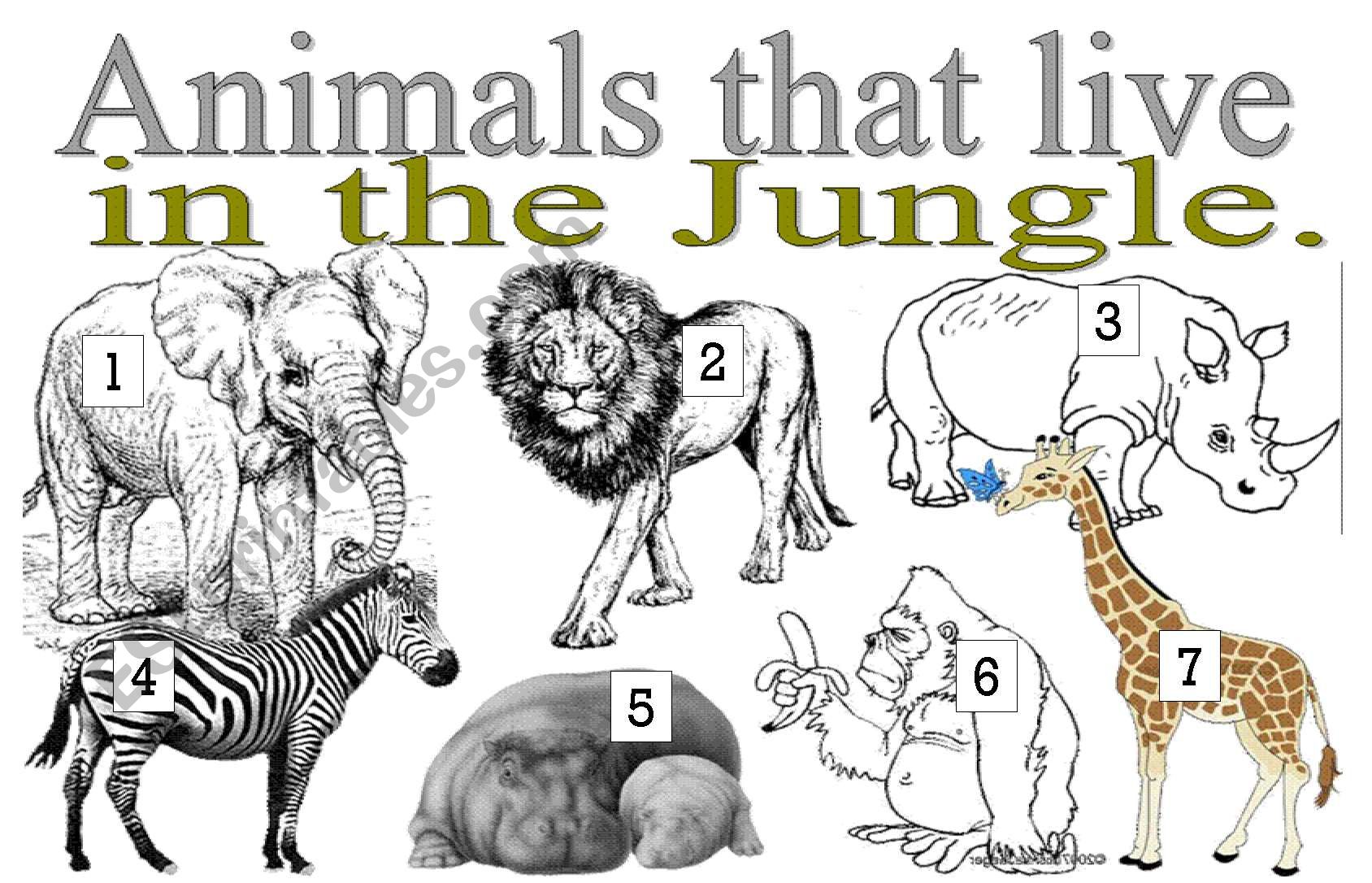 ANIMALS THAT LICE IN THE JUNGLE