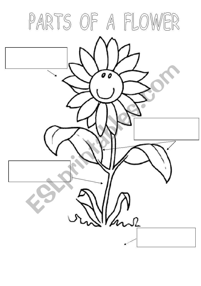Parts Of A Flower Esl Worksheet By Carolica22
