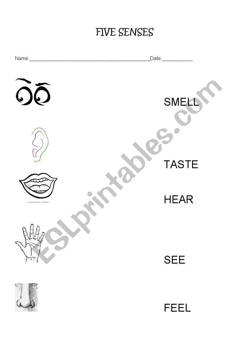 FIVE SENSES worksheet