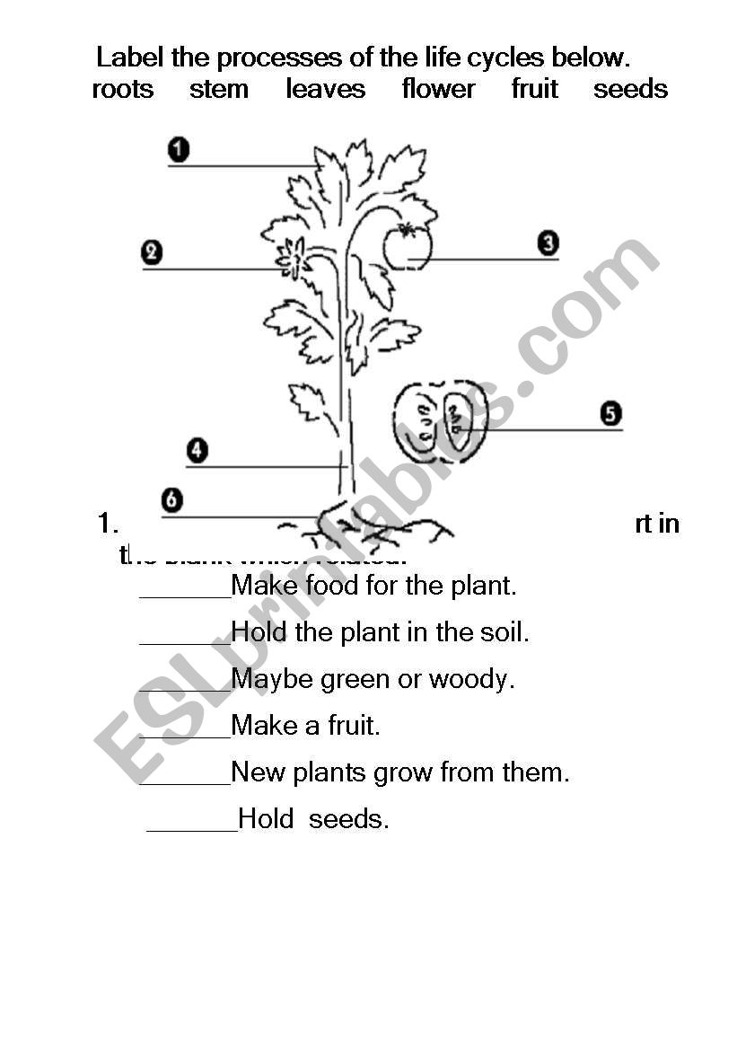 English worksheets: Plant Cycle