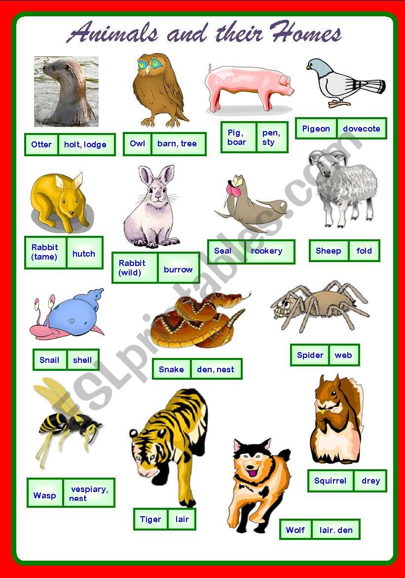 Animals And Their Homes Pictures Pdf Img solo