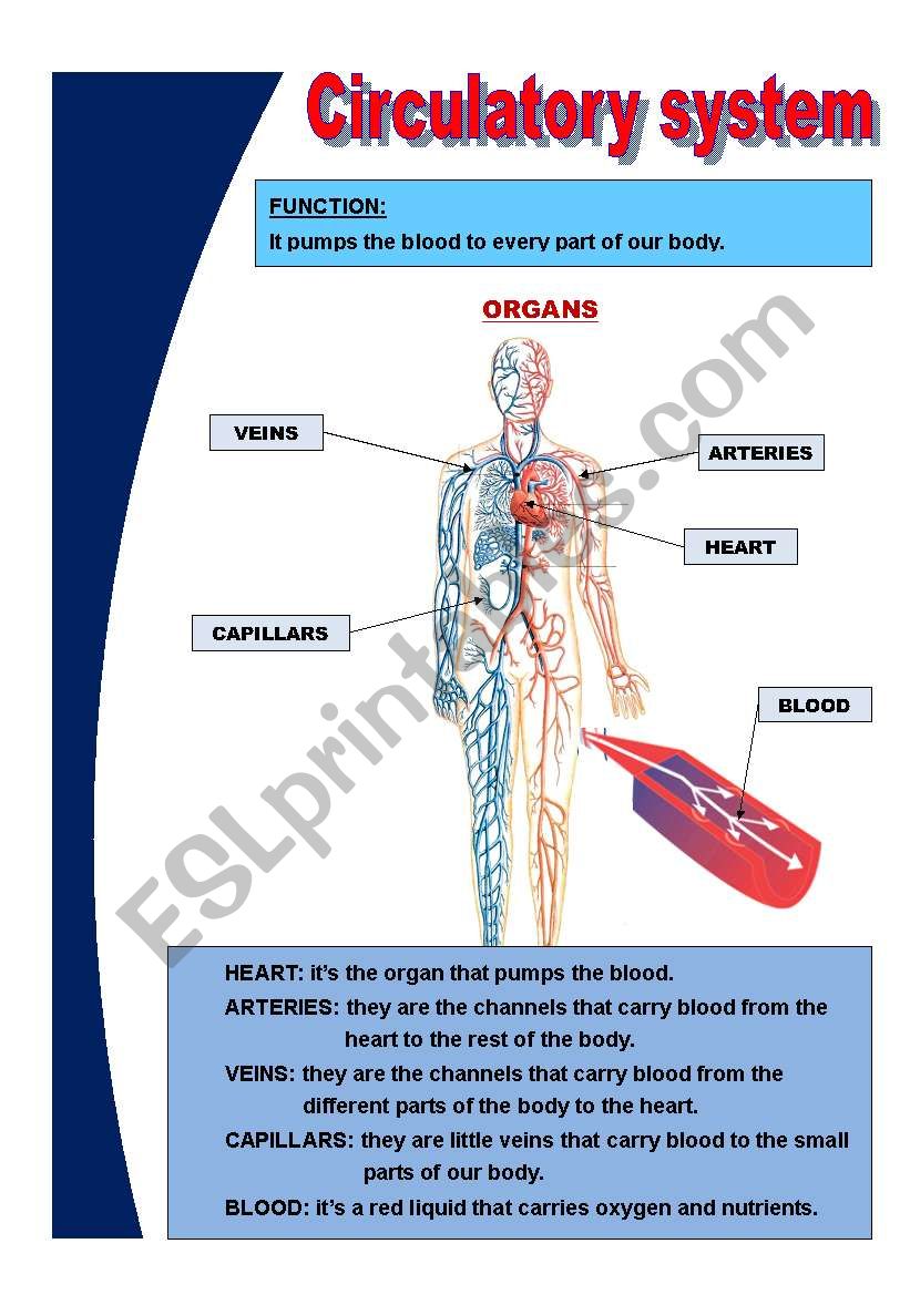 Basic Circulatory System ESL Worksheet By Mariola PdD