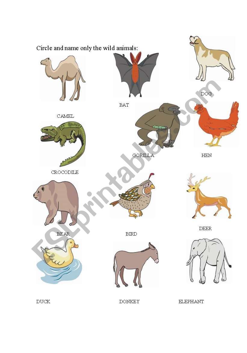 wild animals worksheet