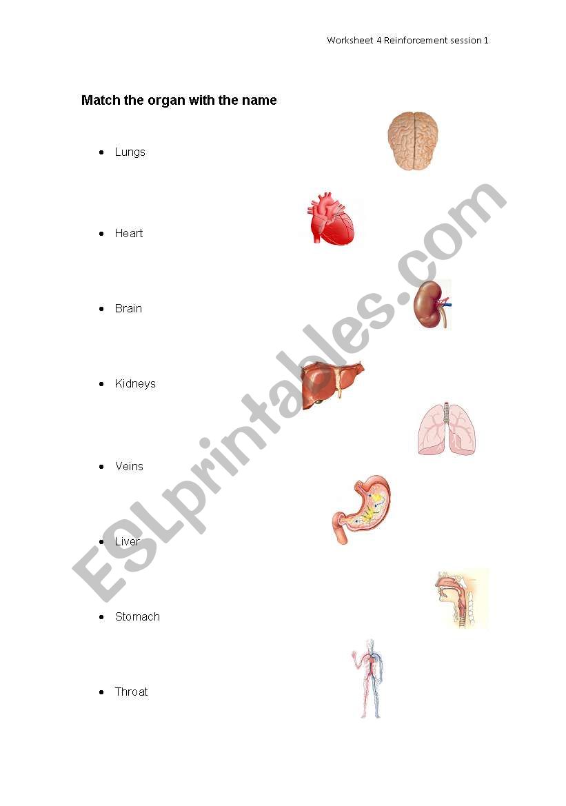 matching organs worksheet