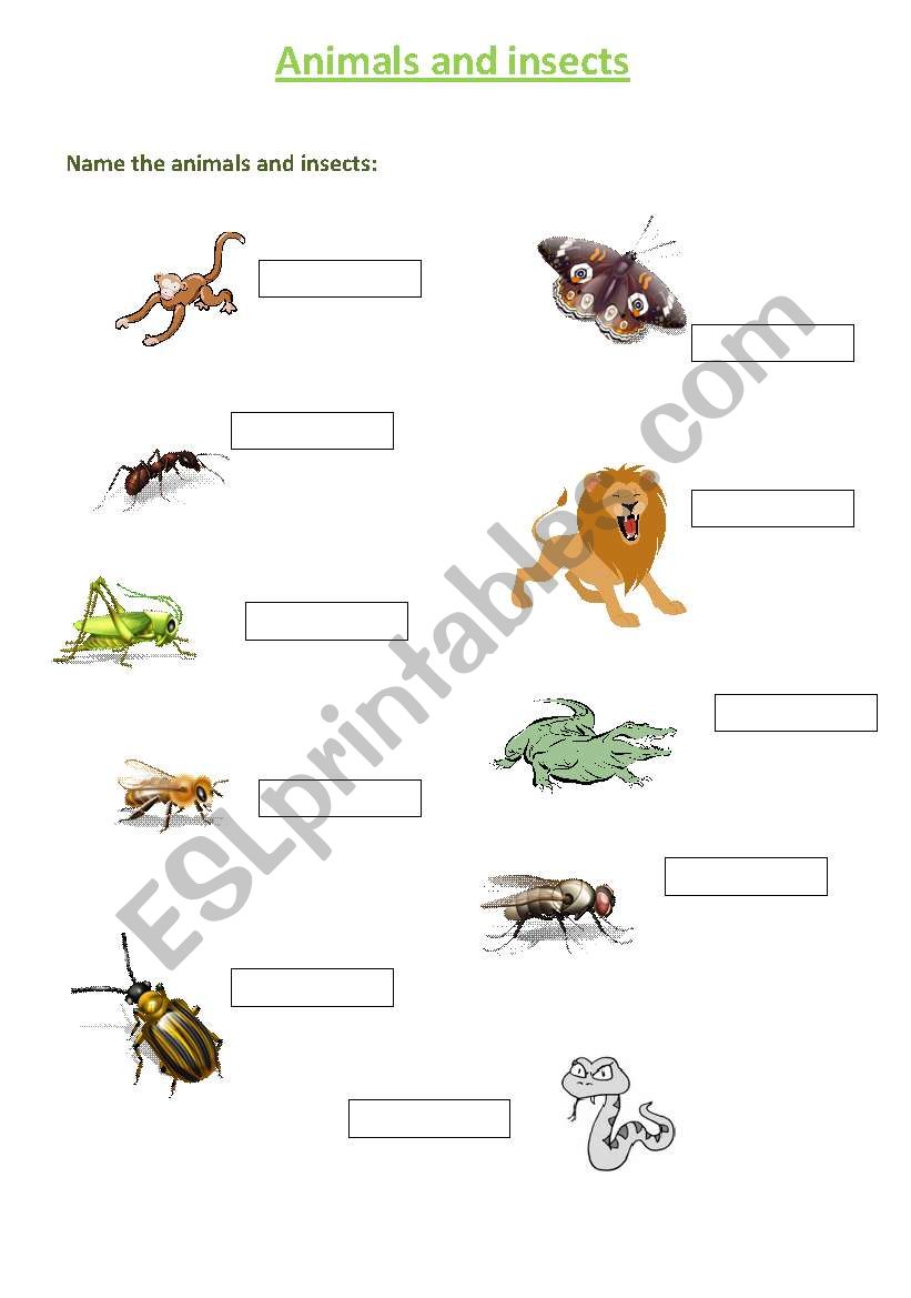 Animals and insects worksheet