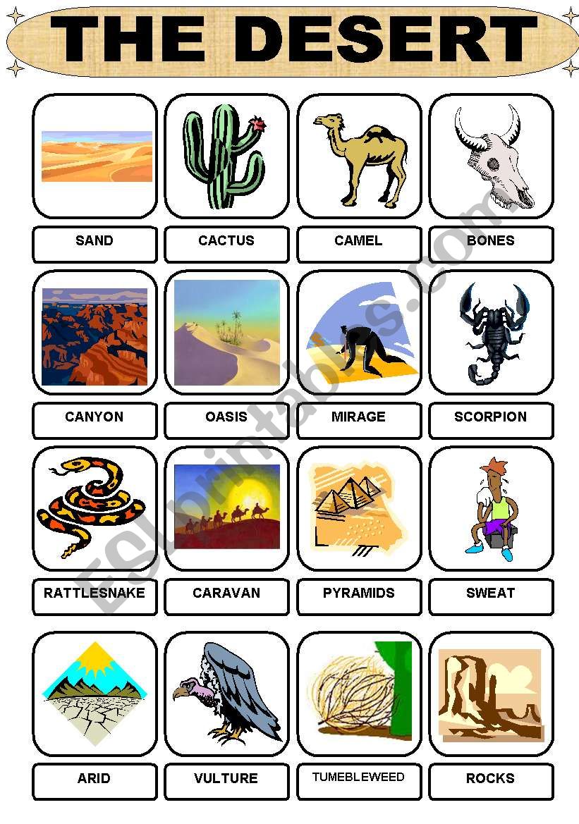 Desert Animals Worksheet