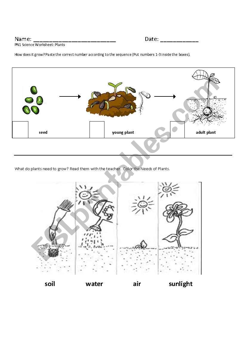 English worksheets: Growth and Needs of Plants