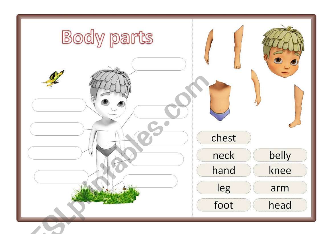 Body parts worksheet