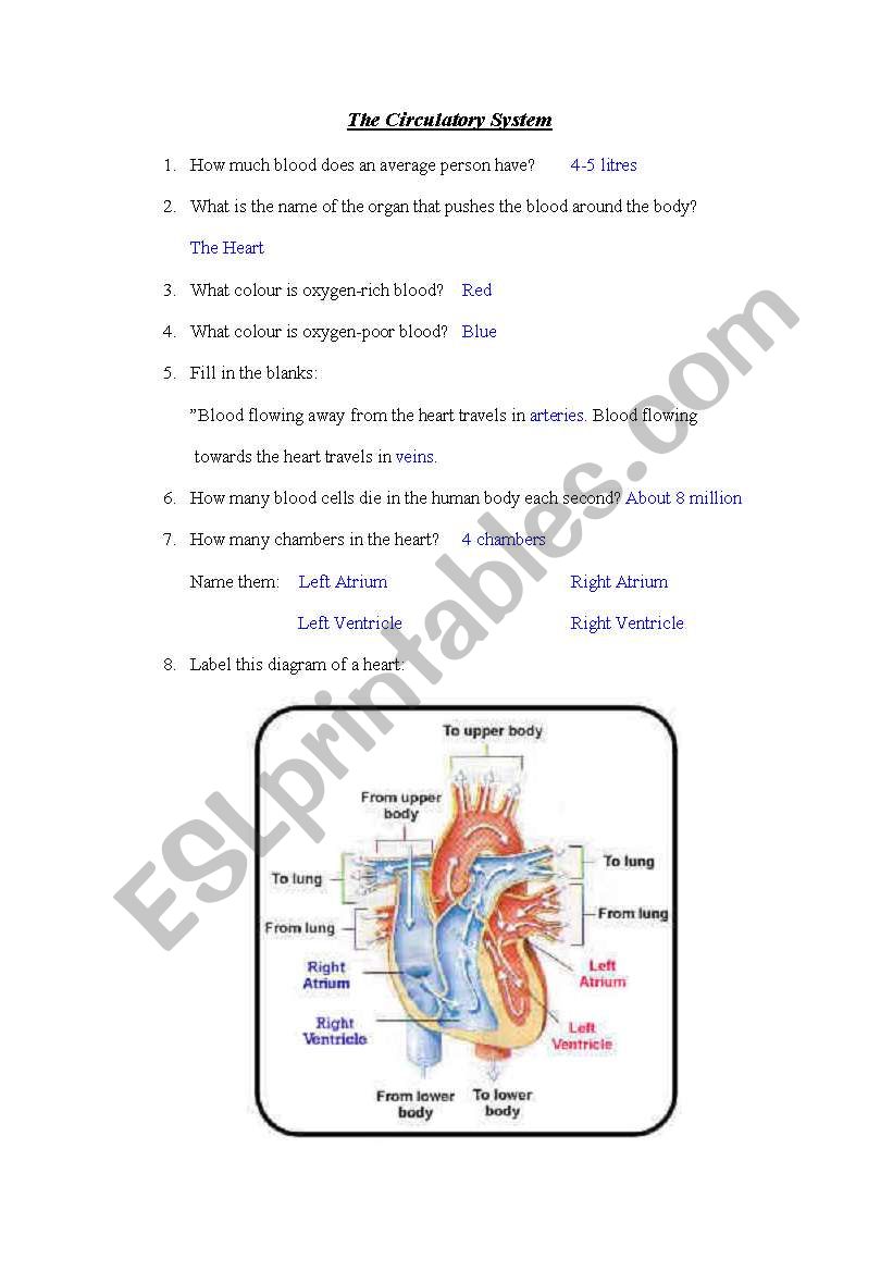 Circulatory System Worksheet Pdf Word Worksheet