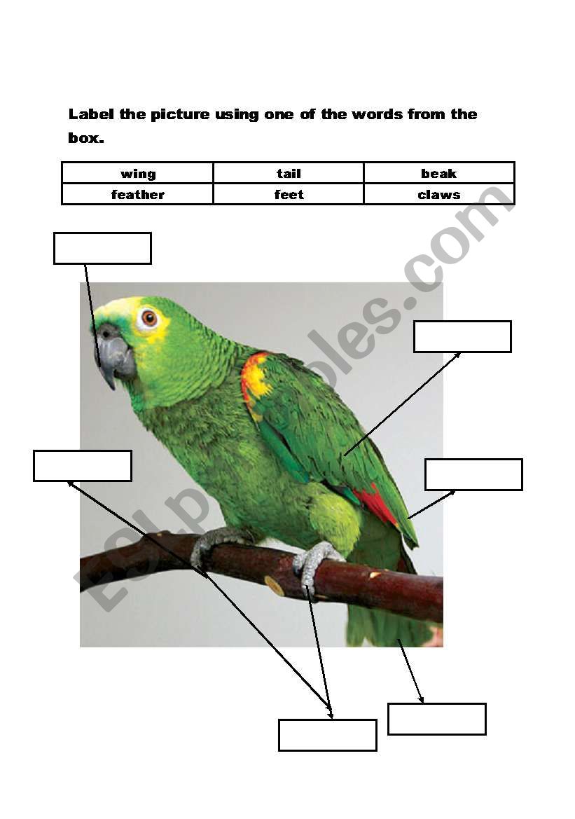 english worksheets animal s body parts