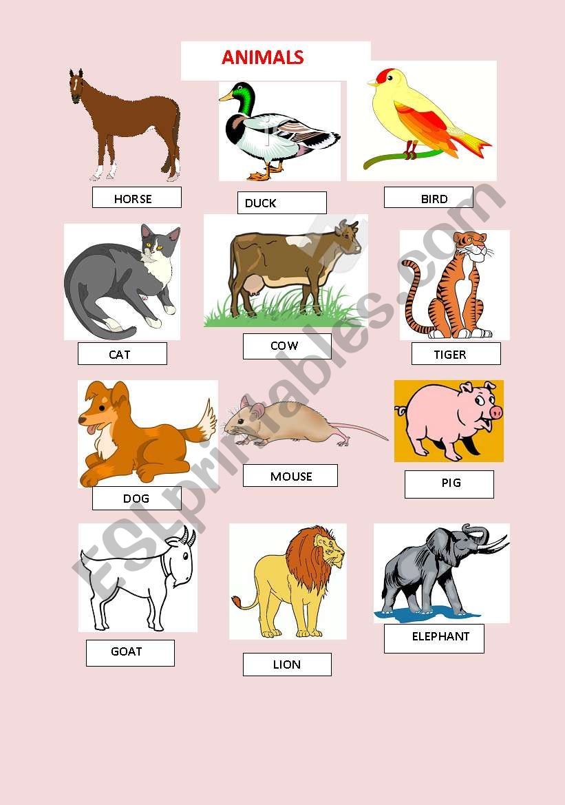 animals worksheet