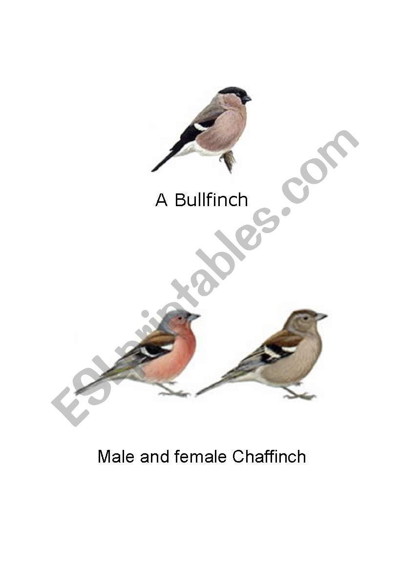 Birds of Britain  worksheet