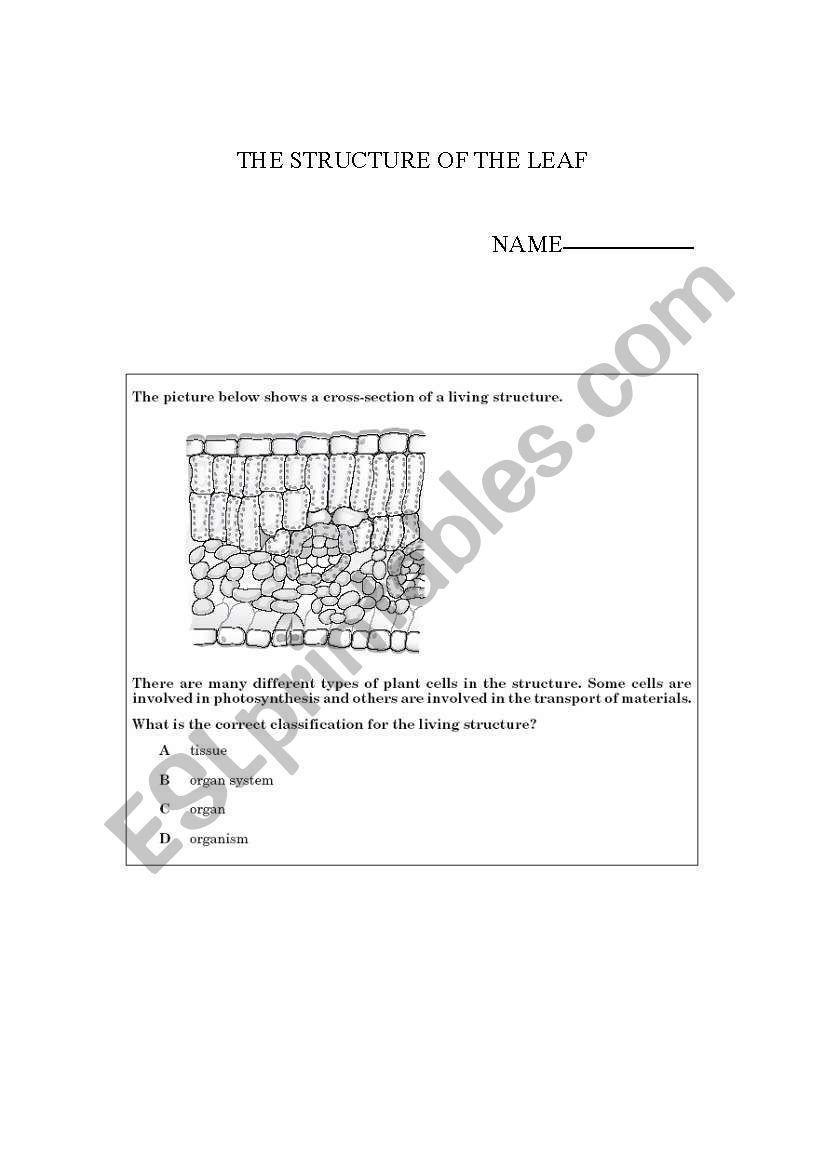 the structure of the leaf worksheet